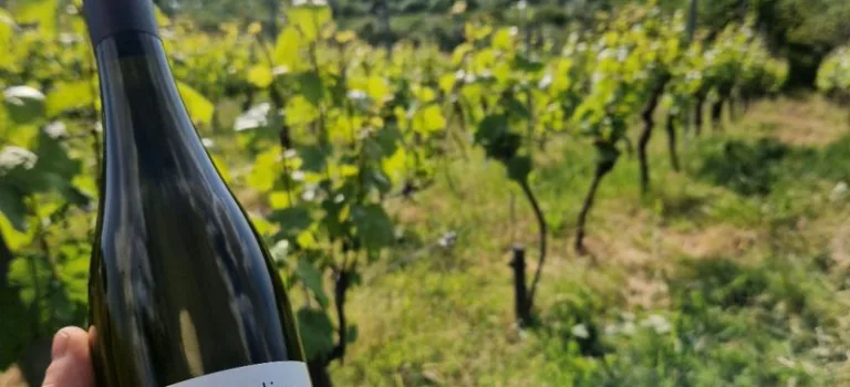 Mein Traum: Eine Flasche Wein Mein Traum: Eine Flasche Wein