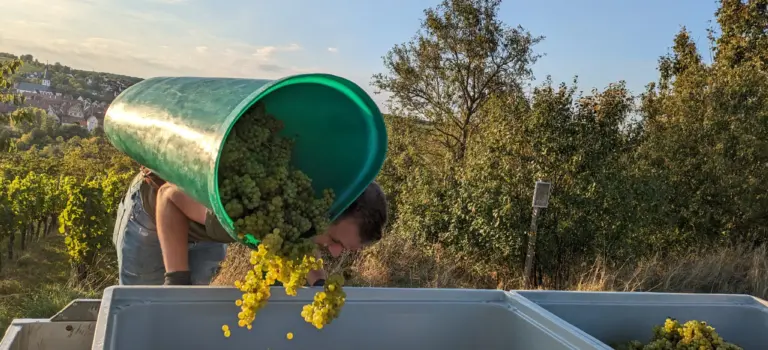 Team? = Trauben ernten alle miteinander! Weinlese 2023