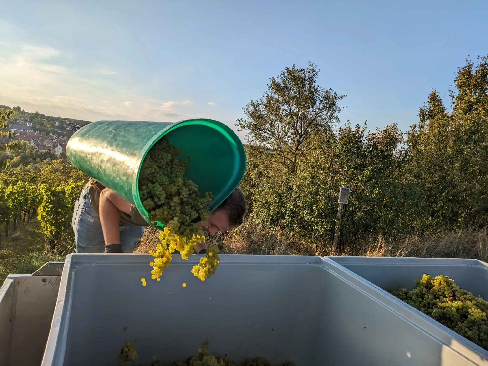 Team? = Trauben ernten alle miteinander!