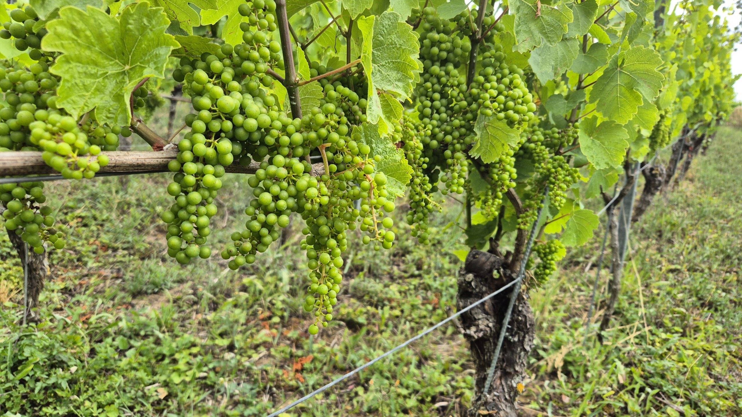 Hitzestress im Weinberg – Wie wir als Winzer gegen die Extreme ankämpfen